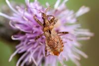 Himacerus mirmicoides