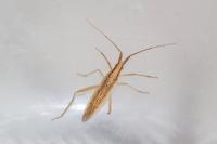 Stenodema laevigata