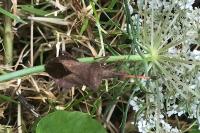 Coreus marginatus