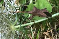 Coreus marginatus