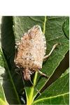 Halyomorpha halys