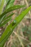Stictocephala alta