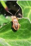 Rhopalus parumpunctatus