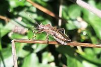 Camptopus lateralis