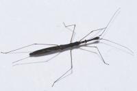 Hydrometra stagnorum