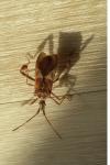 Leptoglossus occidentalis