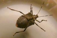 Halyomorpha halys