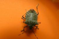 Halyomorpha halys