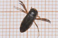 Hesperocorixa sahlbergi