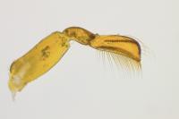 Hesperocorixa sahlbergi