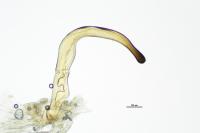 Hesperocorixa sahlbergi