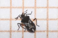 Microvelia reticulata