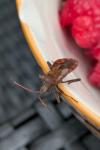 Coreus marginatus