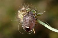 Holcostethus sphacelatus