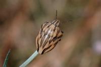 Odontotarsus purpureolineatus