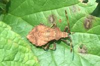 Coreus marginatus