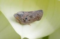Metcalfa pruinosa
