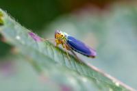 Cicadella viridis