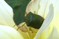 Palomena prasina