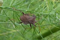 Coreus marginatus