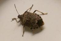 Halyomorpha halys