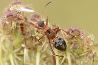 Alydus calcaratus