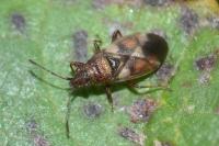 Oxycarenus modestus