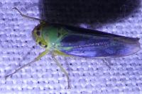 Cicadella viridis