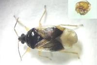 Orius majusculus