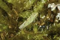 Balclutha punctata