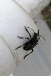 Halyomorpha halys