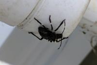 Halyomorpha halys