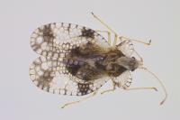 Stephanitis pyri