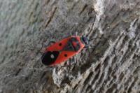 Melanocoryphus albomaculatus