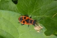 Pyrrhocoris apterus