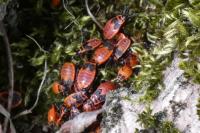 Pyrrhocoris apterus