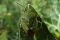 Palomena prasina