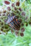 Graphosoma italicum