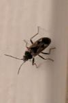 Rhyparochromus vulgaris