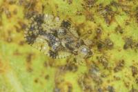 Stephanitis pyri