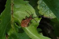 Coreus marginatus