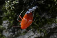 Pyrrhocoris apterus