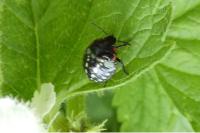 Nezara viridula
