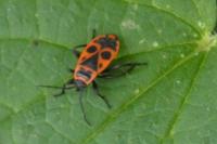 Pyrrhocoris apterus