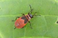 Pyrrhocoris apterus