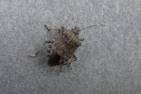 Halyomorpha halys