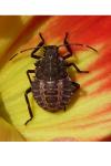 Halyomorpha halys