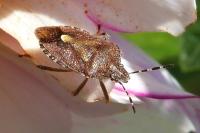 Dolycoris baccarum