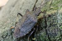Halyomorpha halys