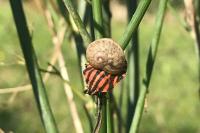 Graphosoma italicum
